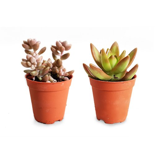 Succulents [Pack of 3] (+$11.10)